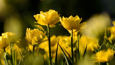 Agnes Virginia Dennis