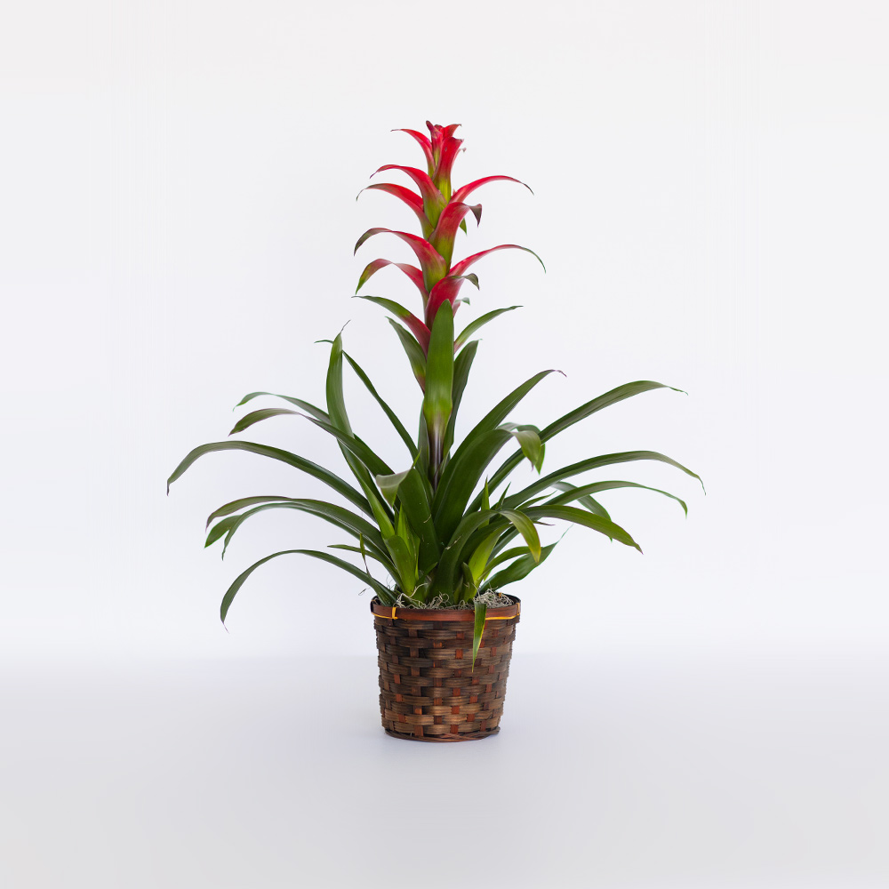 Tropical Bromeliad