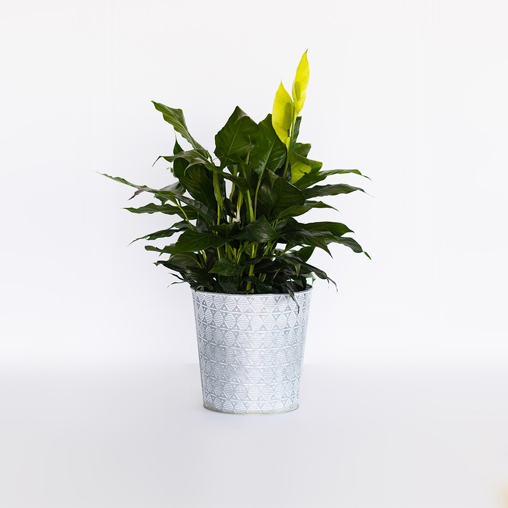 Peace Lily