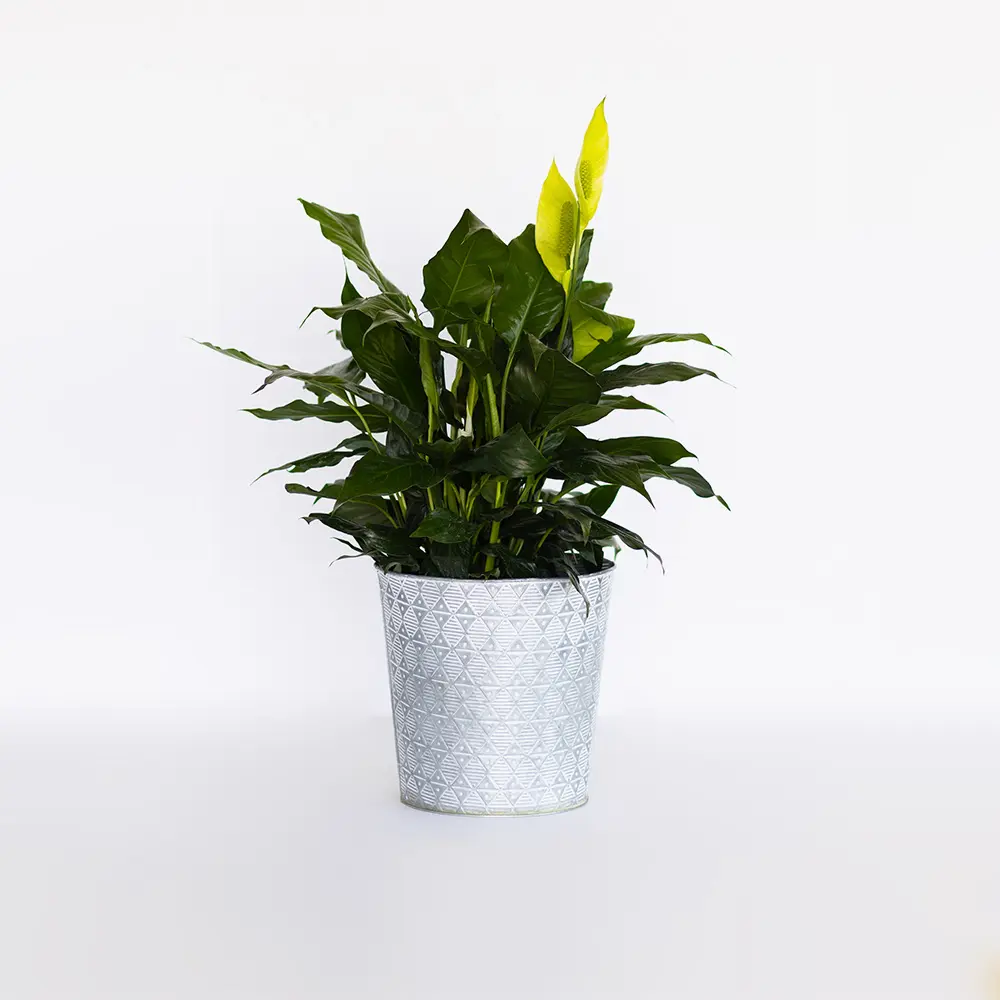 Peace Lily