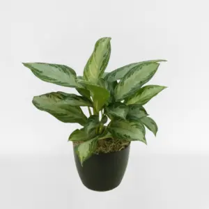 Green Plant (large)