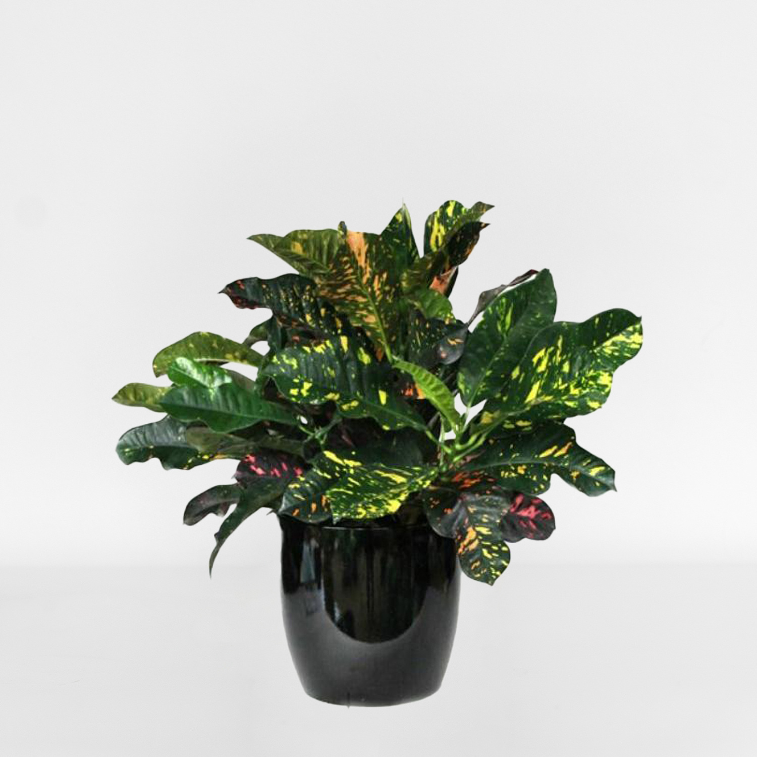 Green Plant (large) - Image 2