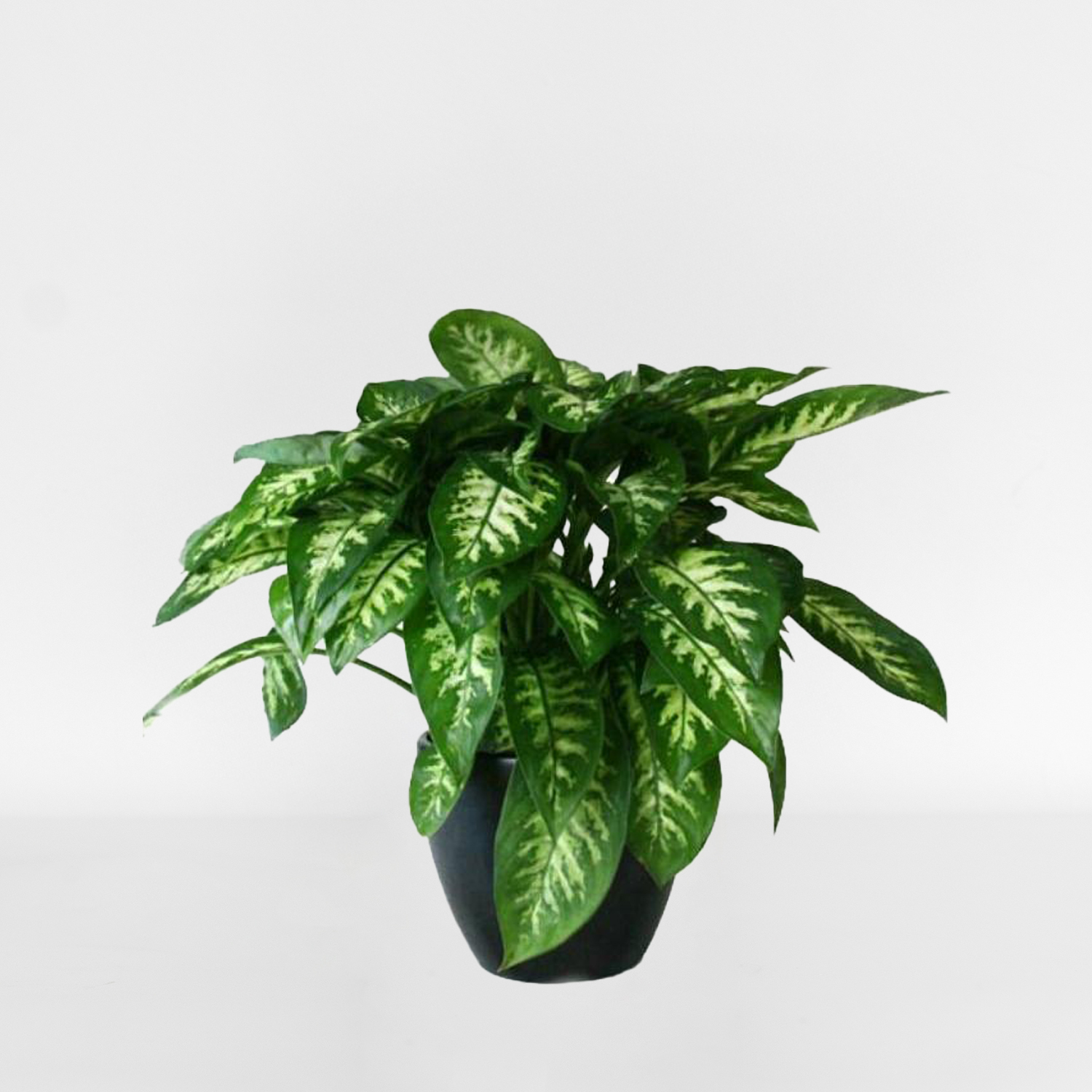 Green Plant (large) - Image 4