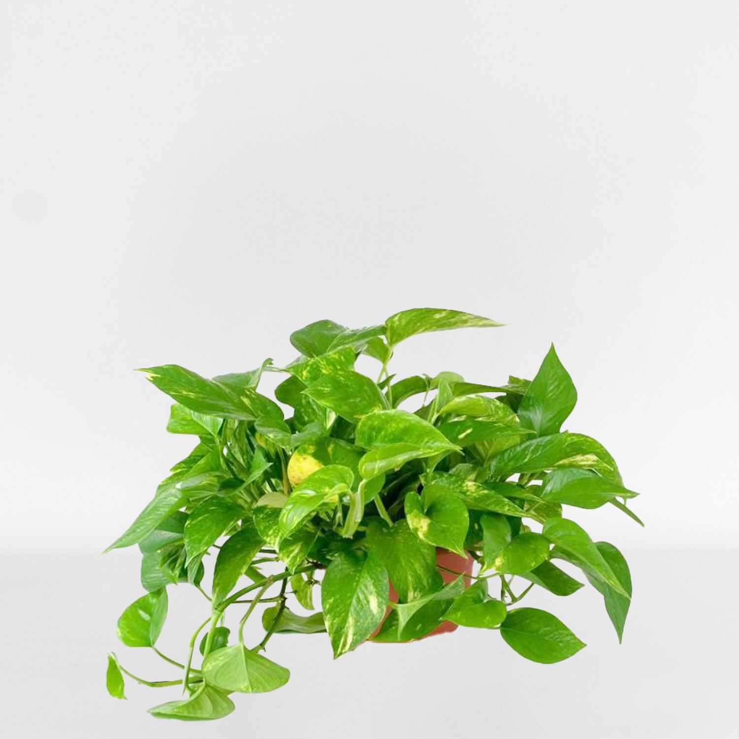 Green Plant (large) - Image 5