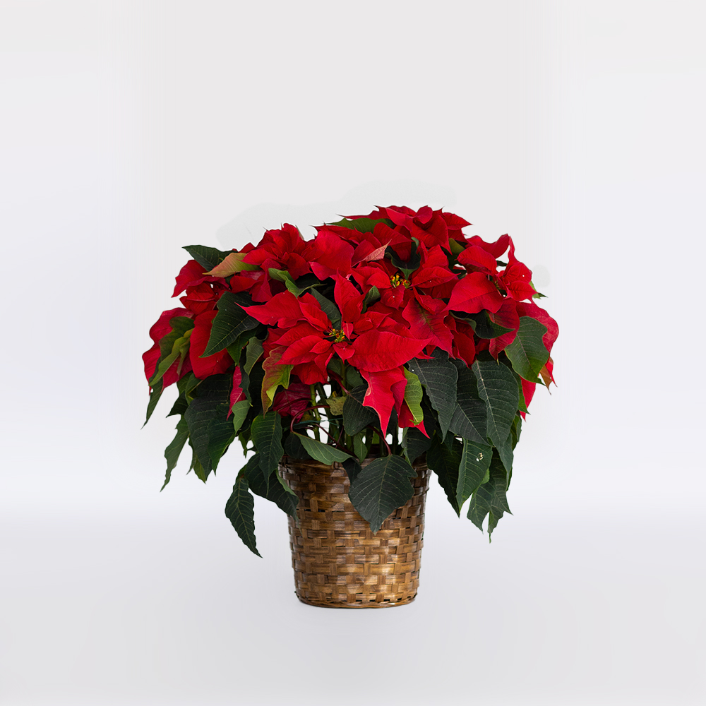 Red Poinsettia