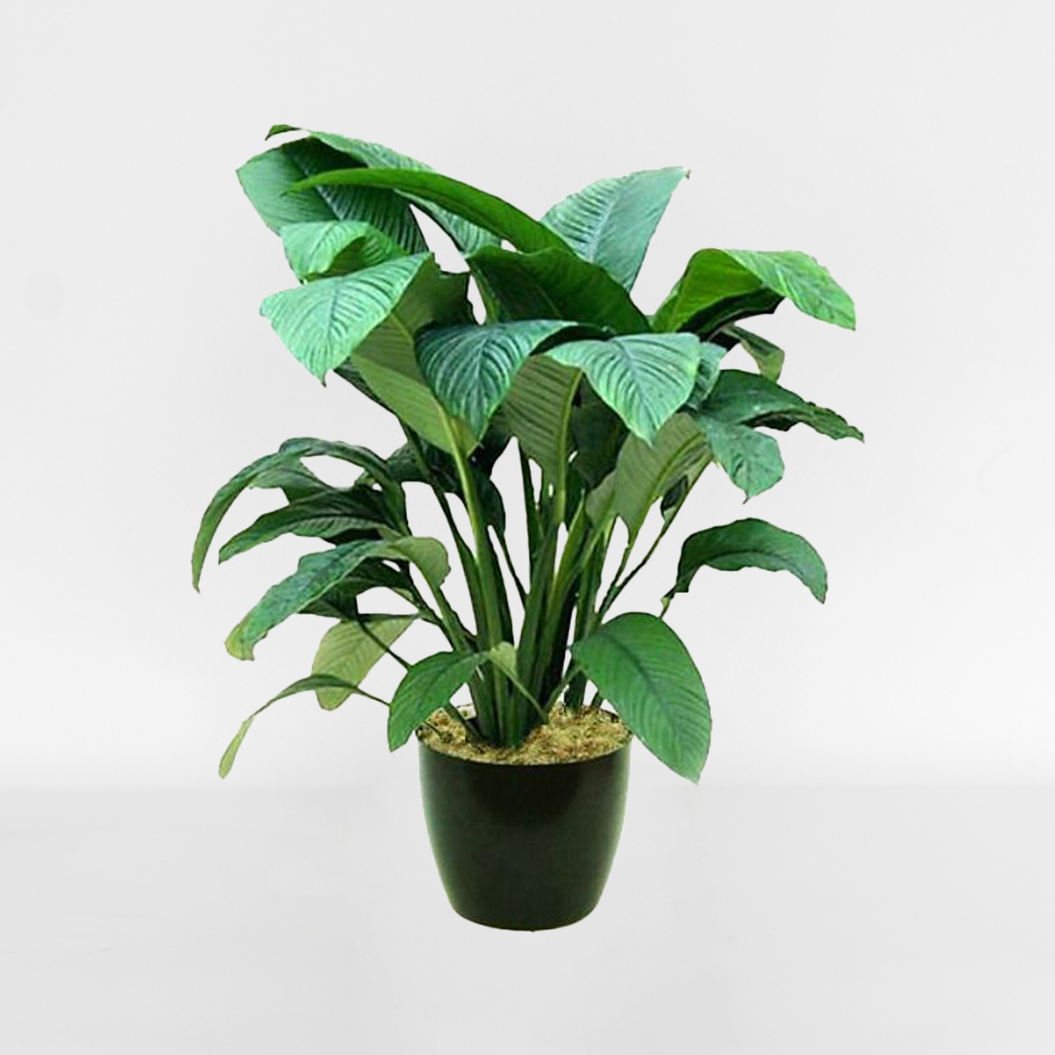 Green Plant (large) - Image 6