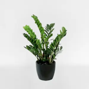 Green Plant, Send Flowers, Roper and Sons
