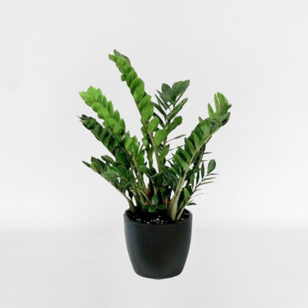 Green Plant (small)